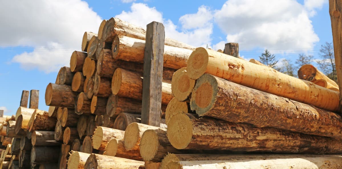 Chauffage : pourquoi le bois est-il un si bon combustible ?